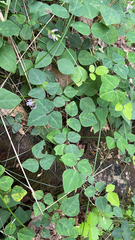 Amphicarpaea bracteata