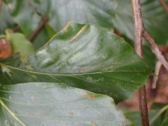 Aceria nervisequa