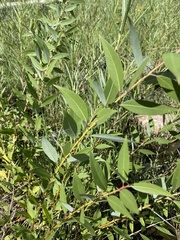 Salix amygdaloides