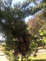 Cupressus macrocarpa