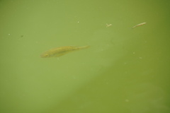 Oreochromis mossambicus