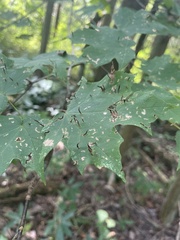 Vasates aceriscrumena