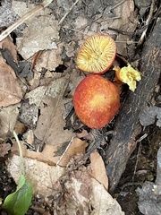 Hygrocybe punicea