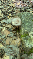 Laccaria ochropurpurea