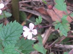 Geranium robertianum