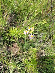 Ionactis linariifolia