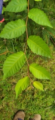 Zelkova serrata