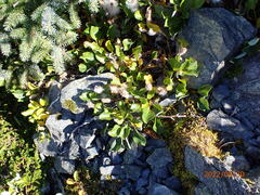 Salix arctica