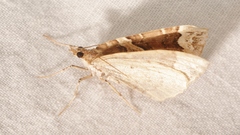 Eulithis prunata
