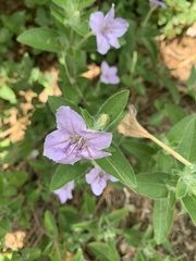 Ruellia humilis