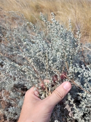 Artemisia austriaca