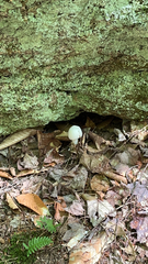 Amanita bisporigera