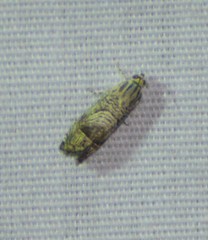 Ofatulena duodecemstriata