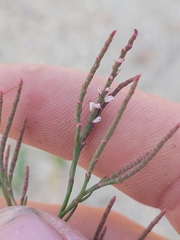 Polygonella articulata