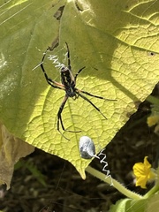Argiope aurantia
