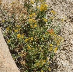 Ericameria cuneata spathulata