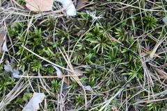 Climacium dendroides