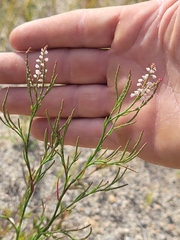Polygonella articulata