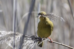 Ploceus capensis