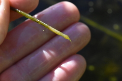 Potamogeton