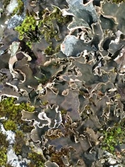 Peltigera canina