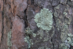 Flavopunctelia soredica