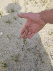 Polygonella articulata