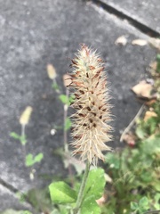 Trifolium incarnatum