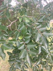Ulmus parvifolia