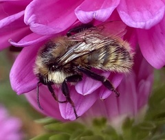 Bombus appositus