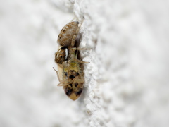 Menemerus semilimbatus