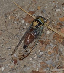 Diceroprocta delicata