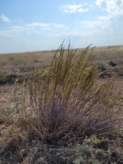 Artemisia pauciflora