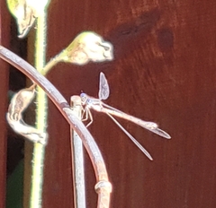 Lestes congener