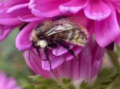 Bombus appositus