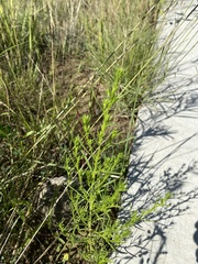 Artemisia campestris