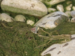 Pyrginae