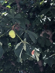 Aesculus hippocastanum