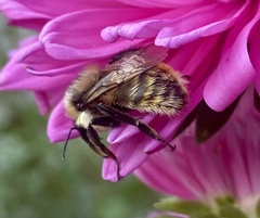 Bombus appositus