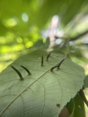 Caryomyia subulata