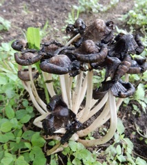 Coprinopsis variegata
