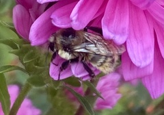 Bombus appositus