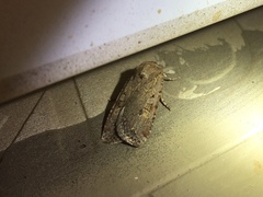 Spodoptera exigua