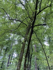 Carpinus caroliniana