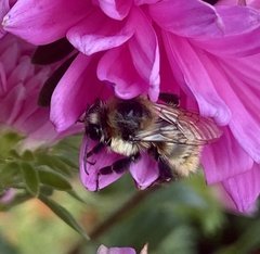 Bombus appositus