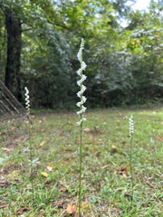 Spiranthes lacera