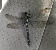 Aeshna tuberculifera