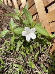 Ruellia metziae