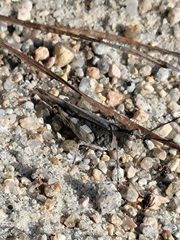 Psinidia fenestralis