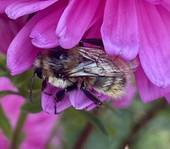 Bombus appositus